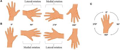Motor Imagery Development in Children: Changes in Speed and Accuracy With Increasing Age